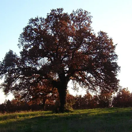 Masseria Ferri Bauernhof Ostuni